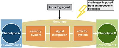 Editorial: Sensory Ecology of Phenotypic Plasticity: From Receptors via Modulators to Effectors